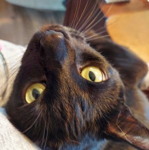 Meet your Posher, Sharon